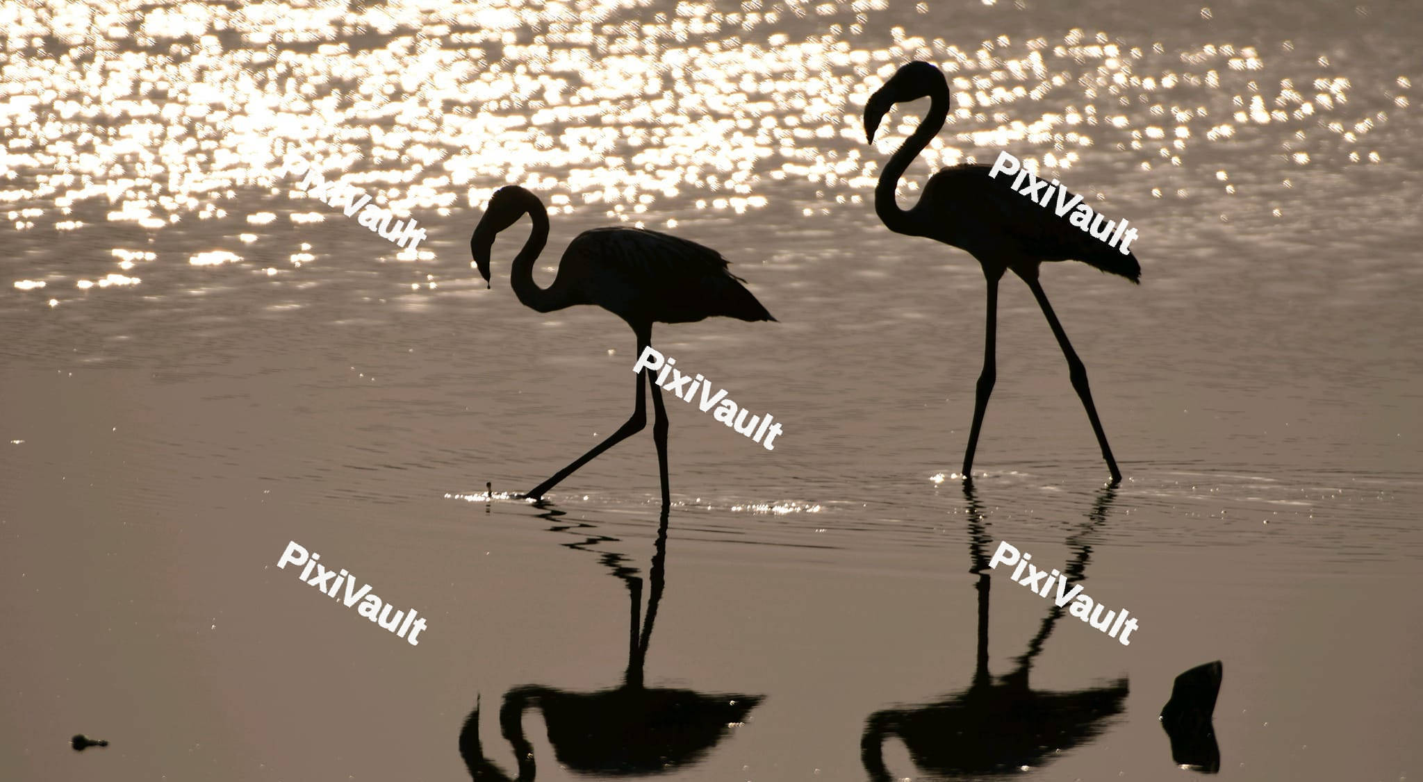 Flamingo Silhouette
